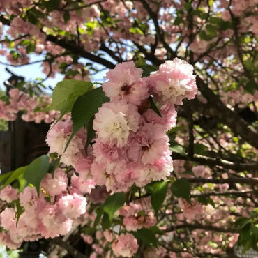 Chrysanthemum Flowering Cherry Seeds - Verdseeds