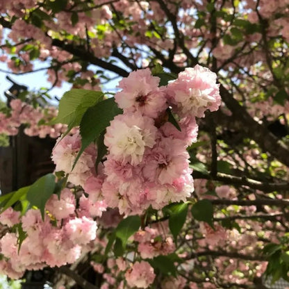 Chrysanthemum Flowering Cherry Seeds - Verdseeds