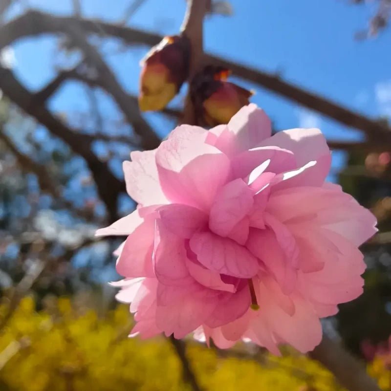 Chrysanthemum Flowering Cherry Seeds - Verdseeds