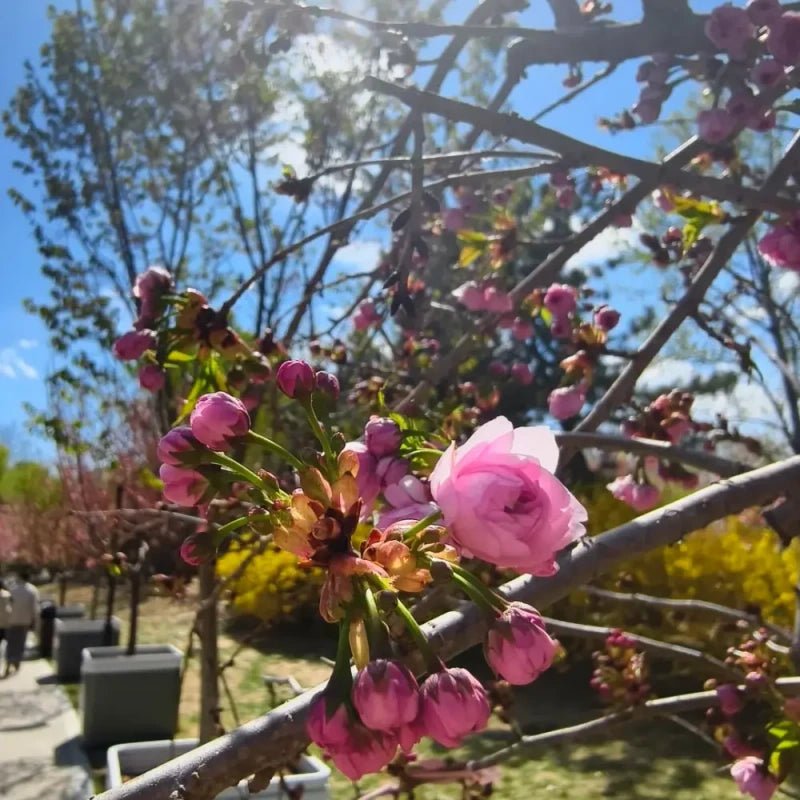 Chrysanthemum Flowering Cherry Seeds - Verdseeds