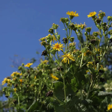 Cup Plant