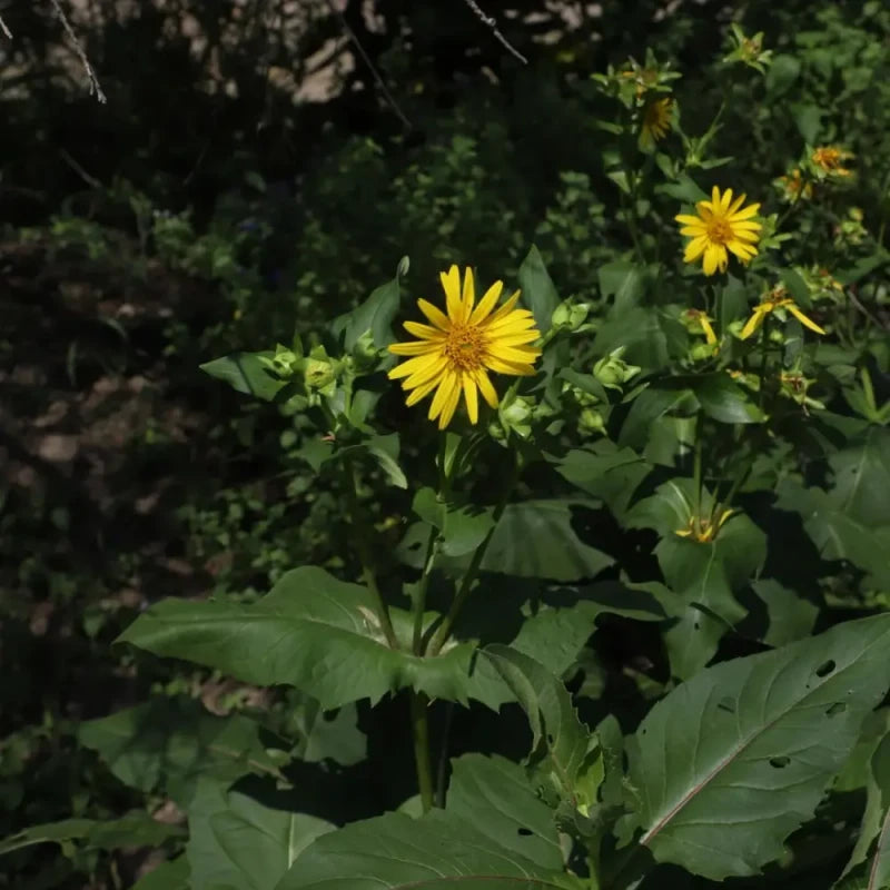 Cup Plant Seeds