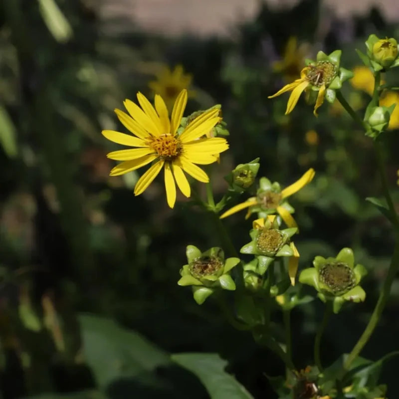 Cup Plant Seeds