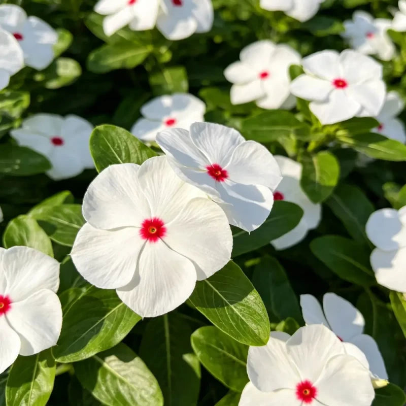 White Flower and Red Heart Catharanthus roseus (Madagascar Periwinkle) Seeds