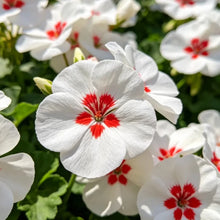 White Flower and Red Heart Catharanthus roseus (Madagascar Periwinkle) Seeds