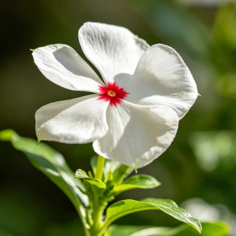 White Flower and Red Heart Catharanthus roseus (Madagascar Periwinkle) Seeds