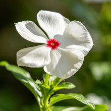 White Flower and Red Heart Catharanthus roseus (Madagascar Periwinkle) Seeds