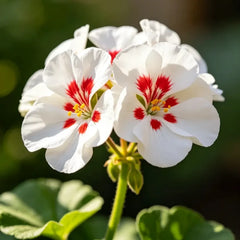 White Flower and Red Heart Catharanthus roseus (Madagascar Periwinkle) Seeds