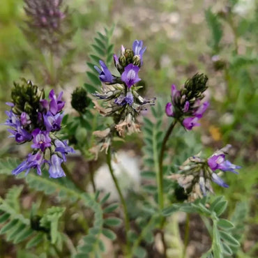 Cicer Milkvetch Seeds - Verdseeds