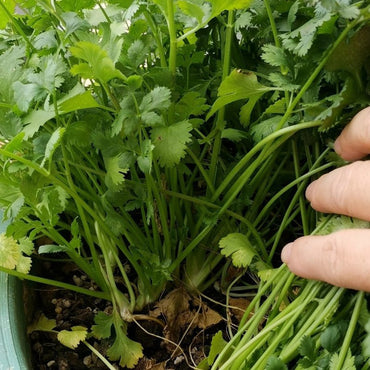 Cilantro Seeds - Verdseeds