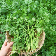 Cilantro Seeds - Verdseeds