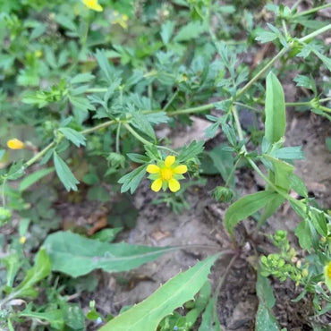 Cinquefoil Seeds - Verdseeds
