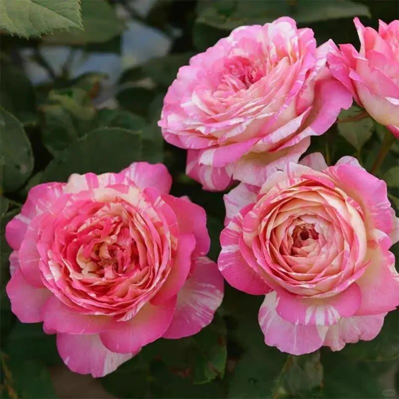 Claude Monet Garden Rose Seeds - Verdseeds