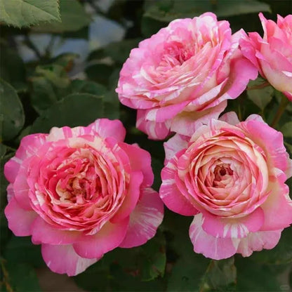 Claude Monet Garden Rose Seeds - Verdseeds