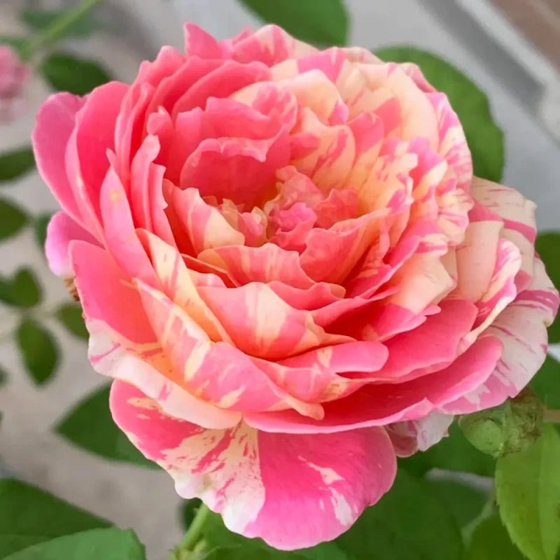 Claude Monet Garden Rose Seeds - Verdseeds