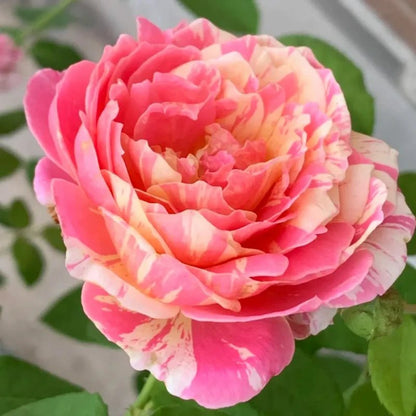 Claude Monet Garden Rose Seeds - Verdseeds