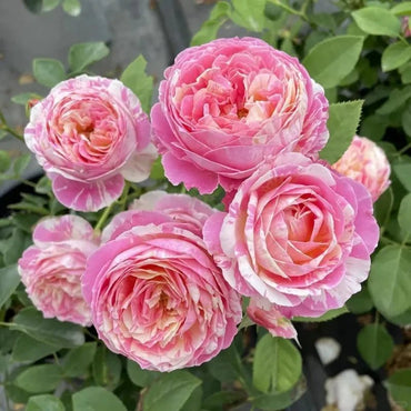 Claude Monet Garden Rose Seeds - Verdseeds