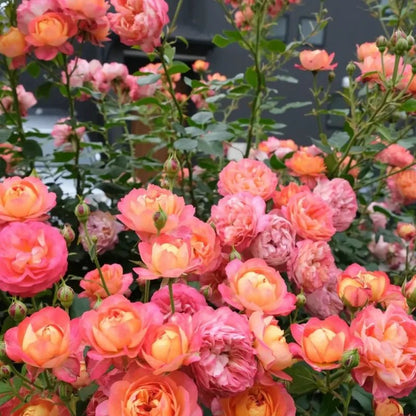 Climbing Baby Rose Seeds - Verdseeds