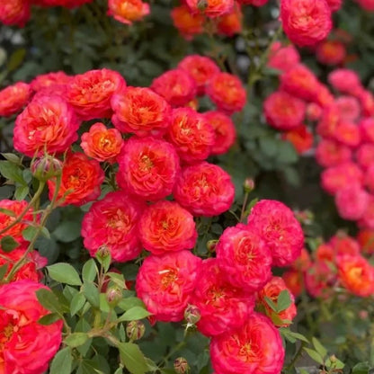Climbing Baby Rose Seeds - Verdseeds