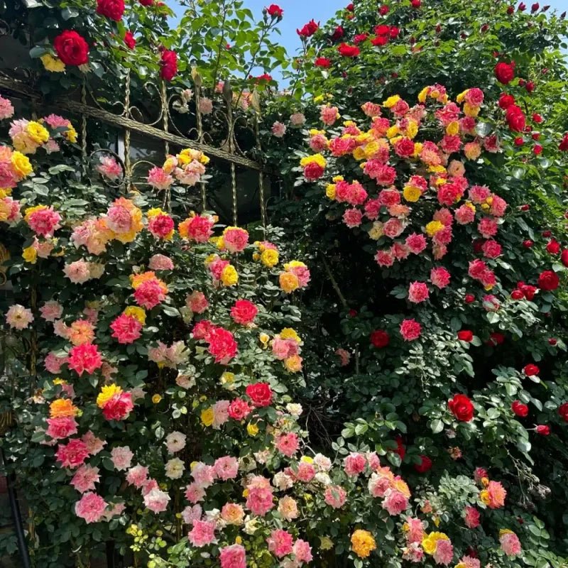 Climbing Rainbow Rose Seeds - Verdseeds