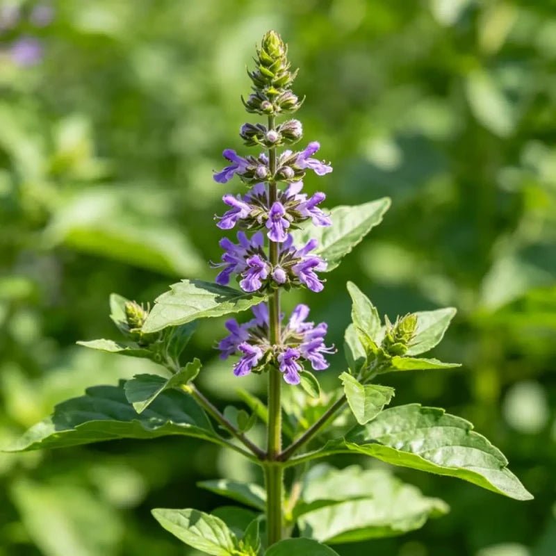 Clove Basil Seeds - Verdseeds