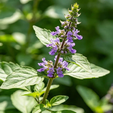 Clove Basil Seeds - Verdseeds