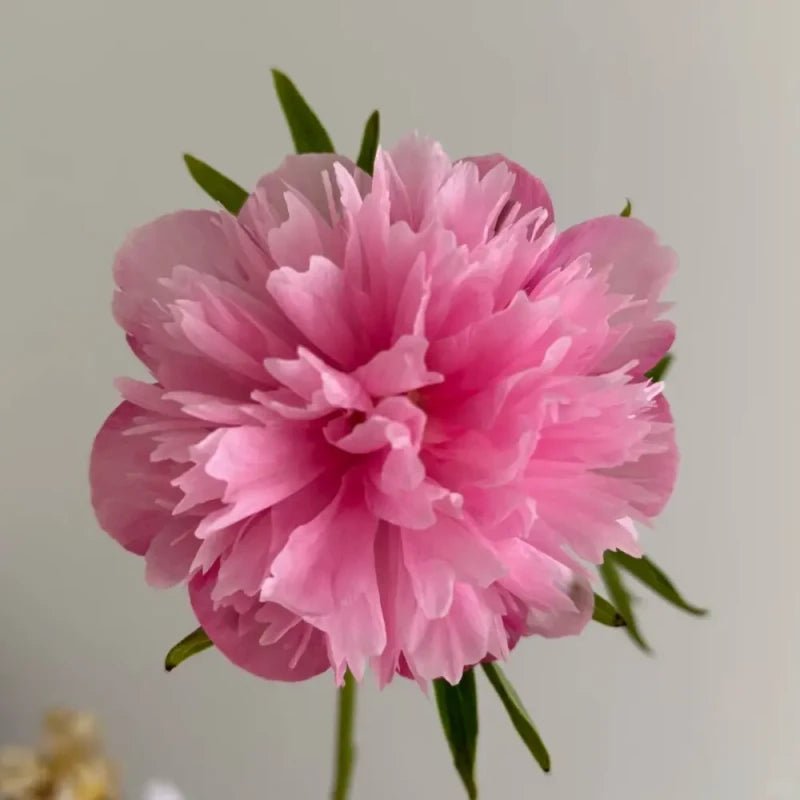 Clown Peony Seeds - Verdseeds