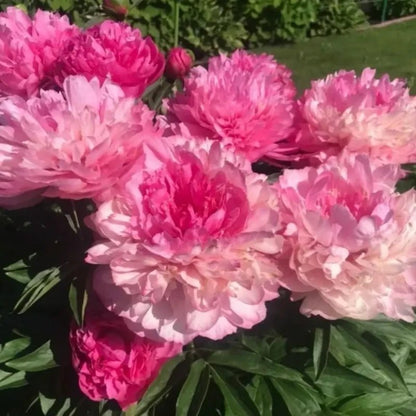 Clown Peony Seeds - Verdseeds