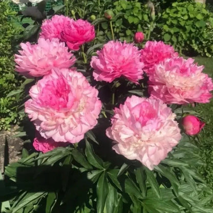 Clown Peony Seeds - Verdseeds