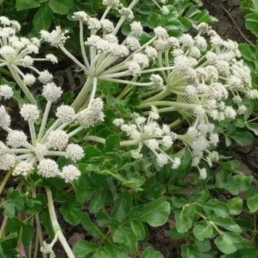 Coastal Glehnia Seeds - Verdseeds