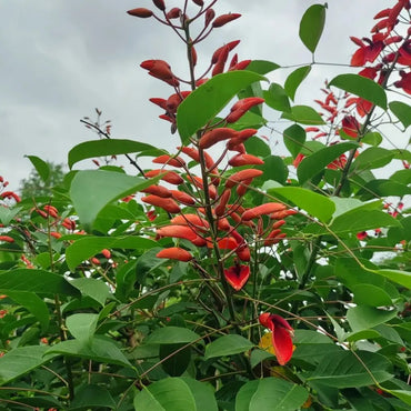 Cockspur Coral Tree Seeds - Verdseeds