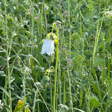 Codonopsis Seeds - Verdseeds