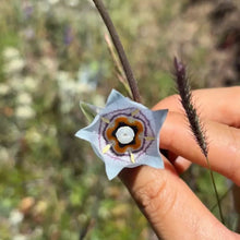 Codonopsis Seeds - Verdseeds