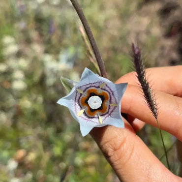 Codonopsis Seeds - Verdseeds
