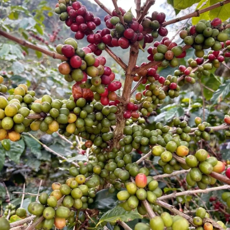 Coffee Seeds - Verdseeds