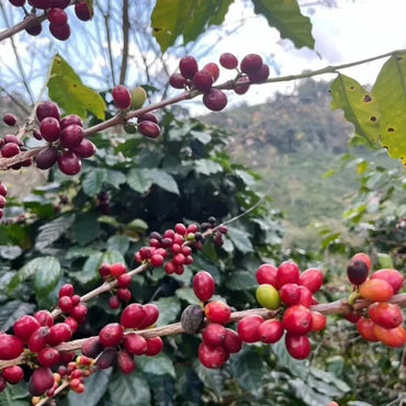 Coffee Seeds - Verdseeds