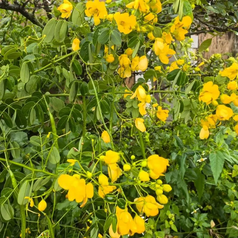 Coffee Senna Seeds - Verdseeds