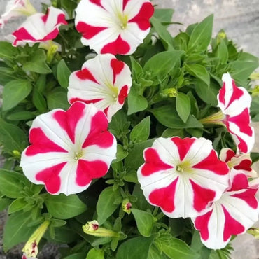 Color Bar Color Petunia Seeds - Verdseeds