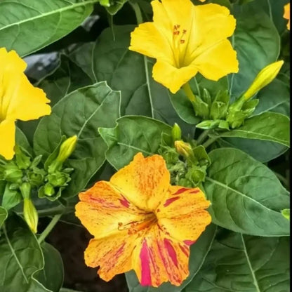 Color Bar Mixing Four O'Clock Flower Seeds - Verdseeds