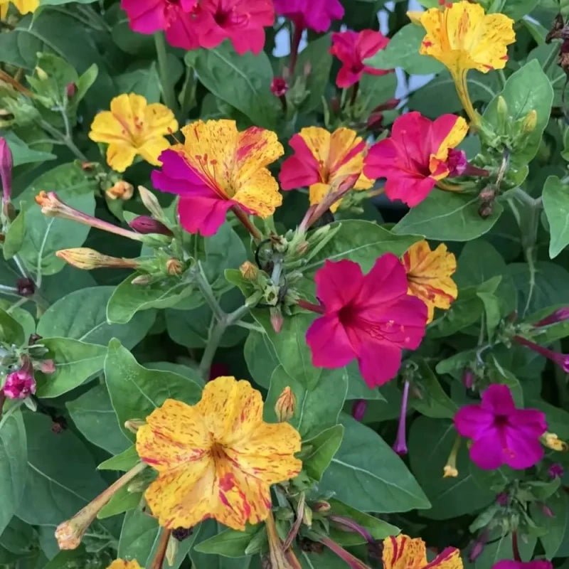 Color Bar Mixing Four O'Clock Flower Seeds - Verdseeds