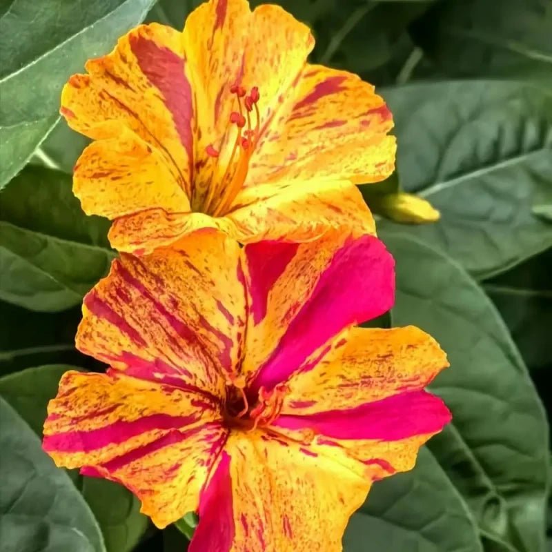 Color Bar Mixing Four O'Clock Flower Seeds - Verdseeds