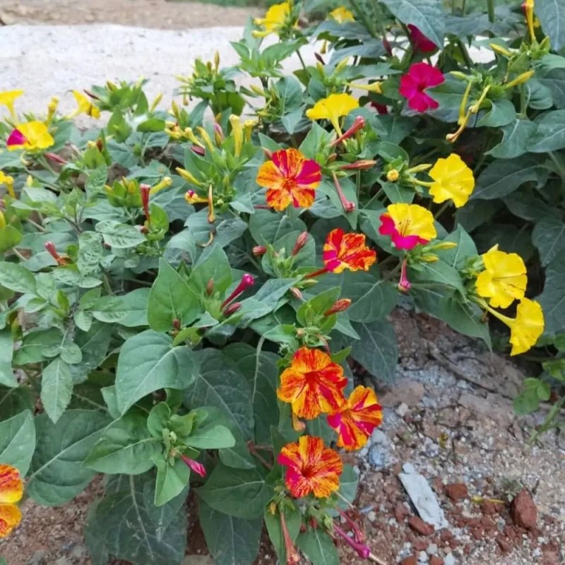 Color Bar Mixing Four O'Clock Flower Seeds - Verdseeds