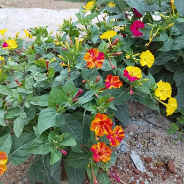 Color Bar Mixing Four O'Clock Flower Seeds - Verdseeds