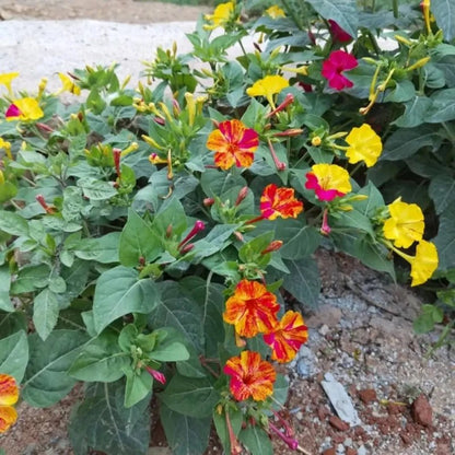 Color Bar Mixing Four O'Clock Flower Seeds - Verdseeds