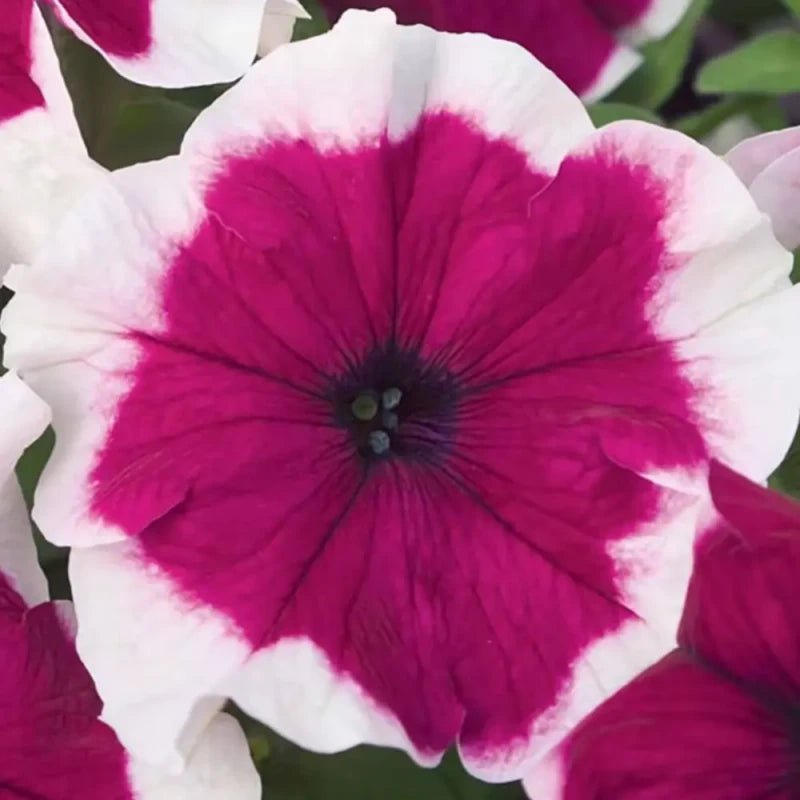 Colorful Circle Petunia Seeds - Verdseeds