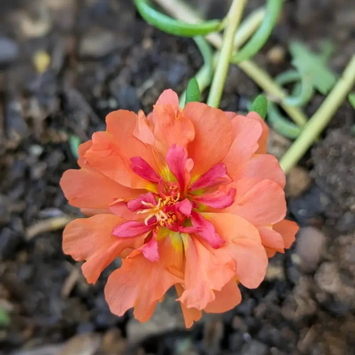 Colorful Sun Series Double Red Portulaca Grandiflora Seeds - Verdseeds
