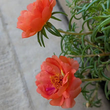 Colorful Sun Series Double Red Portulaca Grandiflora Seeds - Verdseeds