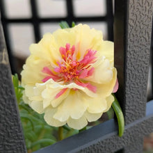 Colorful Sun Series Double Yellow Portulaca Grandiflora Seeds - Verdseeds