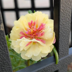 Colorful Sun Series Double Yellow Portulaca Grandiflora Seeds - Verdseeds