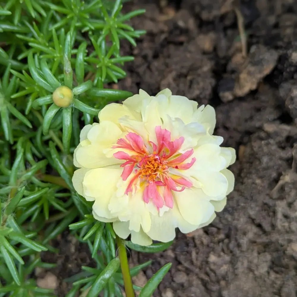 Colorful Sun Series Double Yellow Portulaca Grandiflora Seeds - Verdseeds